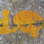 Intelligence Quotient