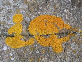 Intelligence Quotient