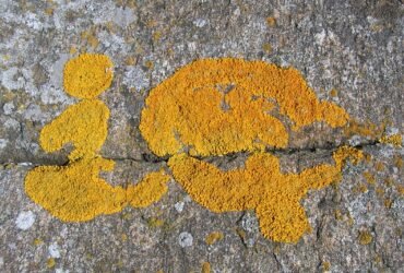 Intelligence Quotient